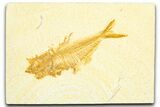 Bargain, Fossil Fish (Diplomystus) - Wyoming #360734-1